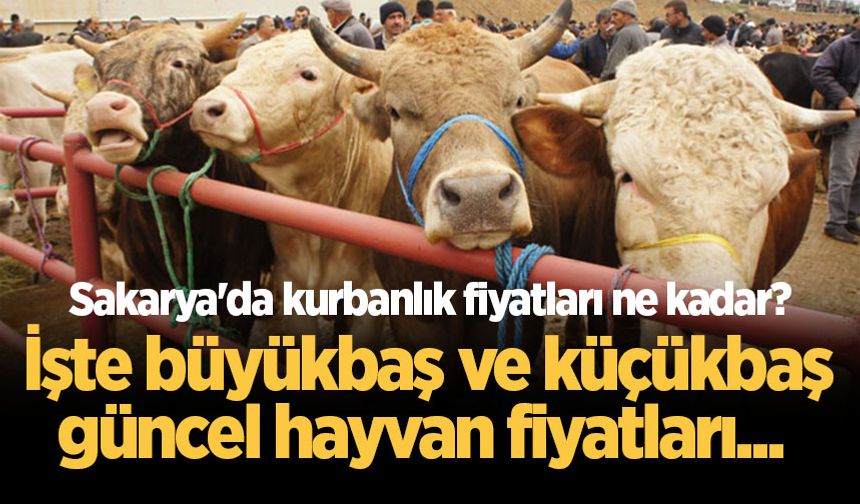 Sakarya'da kurbanlık fiyatları ne kadar? İşte büyükbaş ve küçükbaş güncel hayvan fiyatları...