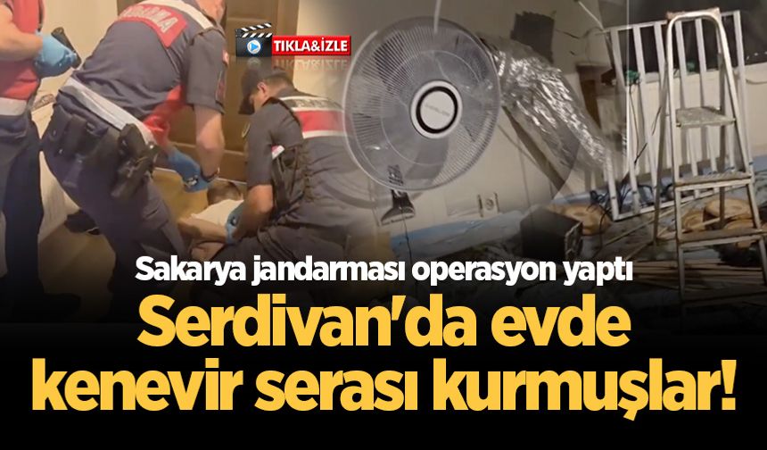 Serdivan'da evde kenevir serası kurmuşlar! Sakarya jandarması operasyon yaptı