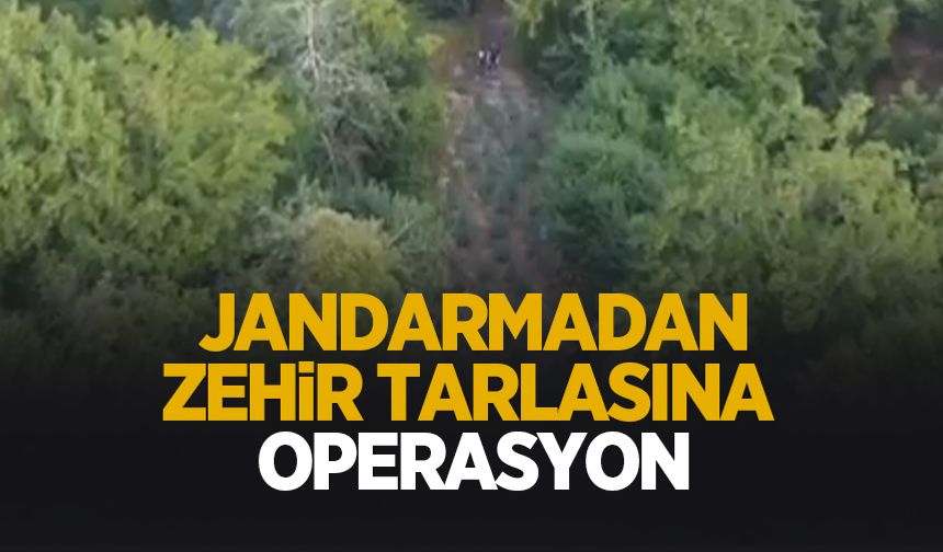 Jandarmadan kenevir operasyonu