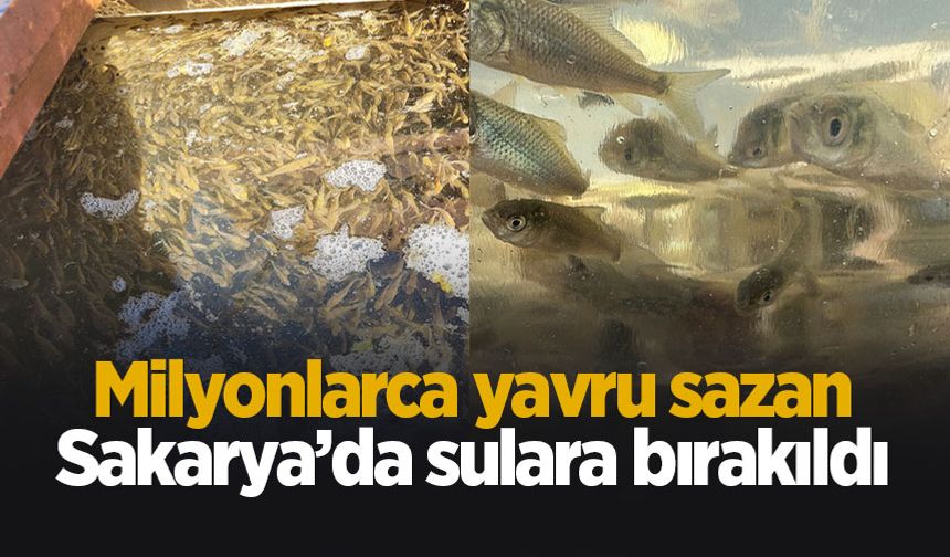 Yavru sazanlar göl ve gölerlere bırakıldı