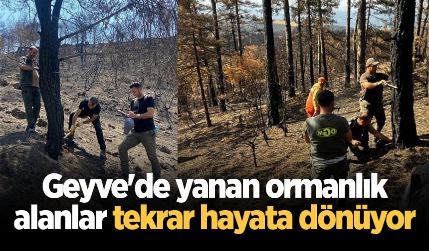 Geyve'de yanan ormanlık alanlar tekrar hayata dönüyor