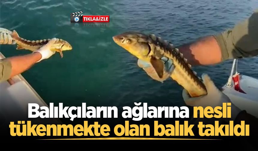 Balıkçıların ağlarına nesli tükenmekte olan balık takıldı