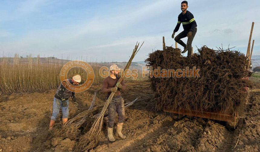 Karlı Bir Yatırımın İlk Adımı, Ceviz Bahçesi