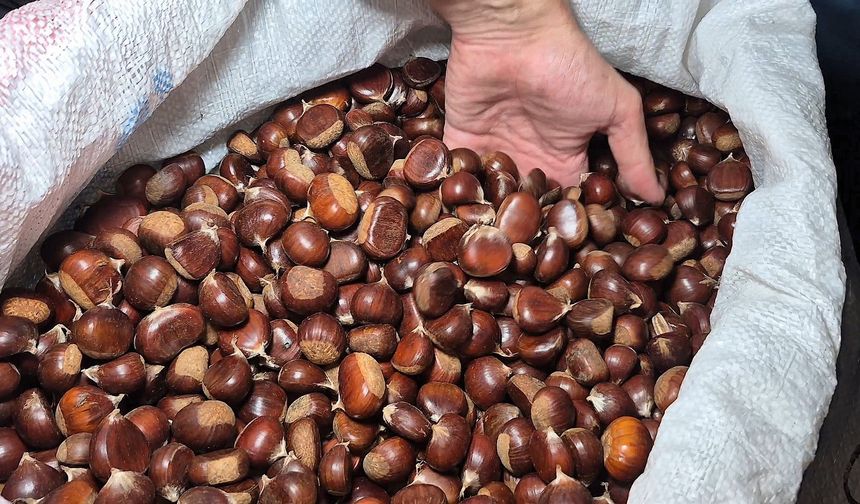 Kestane rekoltesi kuraklık sebebiyle düştü