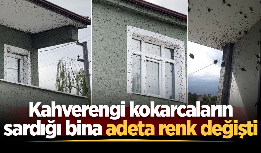 Kahverengi kokarcaların sardığı bina adeta renk değişti