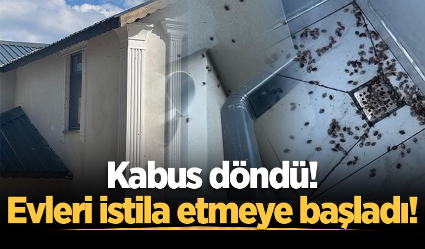 Kahverengi kokarca böceği istilası: Evleri sardılar