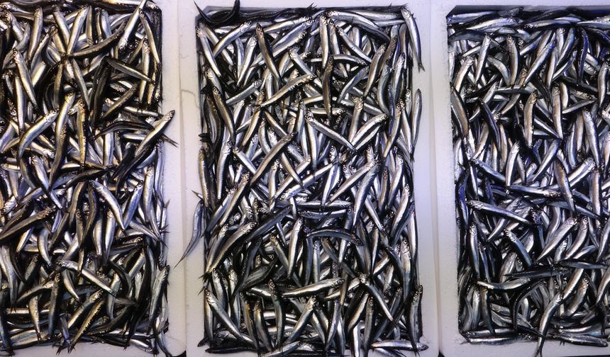 Karadeniz son 35 yılın en bereketli hamsi sezonunu