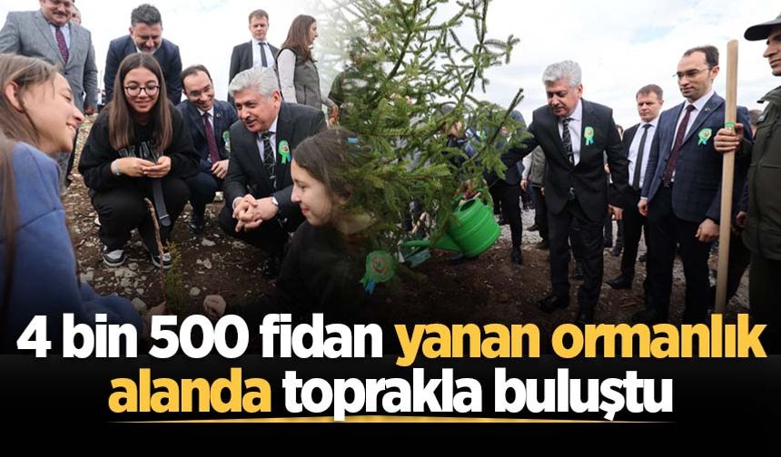 Sakarya'da 4 bin 500 fidan yanan ormanlık alanda toprakla buluştu