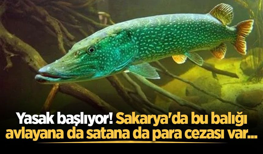 Yasak başlıyor! Sakarya'da bu balığı avlayana da satana da para cezası var...