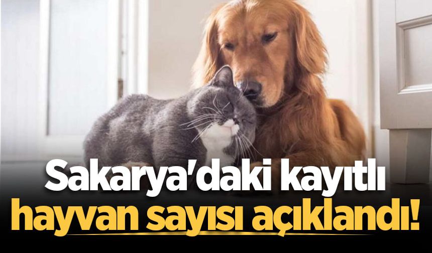 Sakarya'daki kayıtlı hayvan sayısı açıklandı!