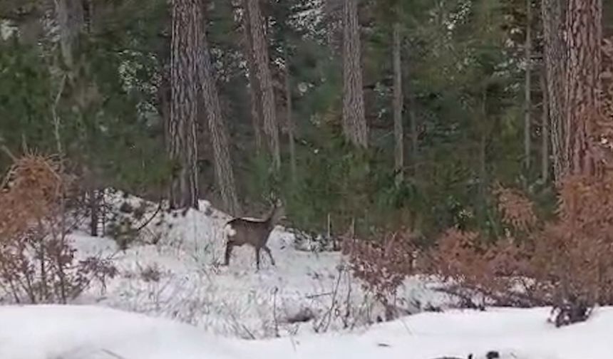 Yiyecek arayan yaban hayvanları karlı yollara indi