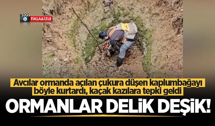 Avcılar ormanda açılan çukura düşen kaplumbağayı böyle kurtardı