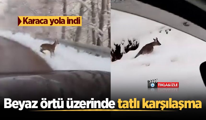 Beyaz örtü üzerinde tatlı karşılaşma: Karaca yola indi