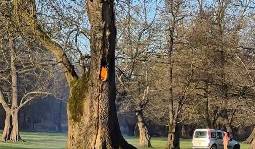 Ağaç kovuğunda yangın çıkarıldı