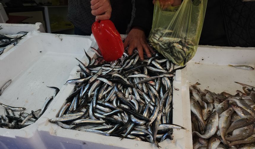 Limandan 500 ton hamsi çıktı