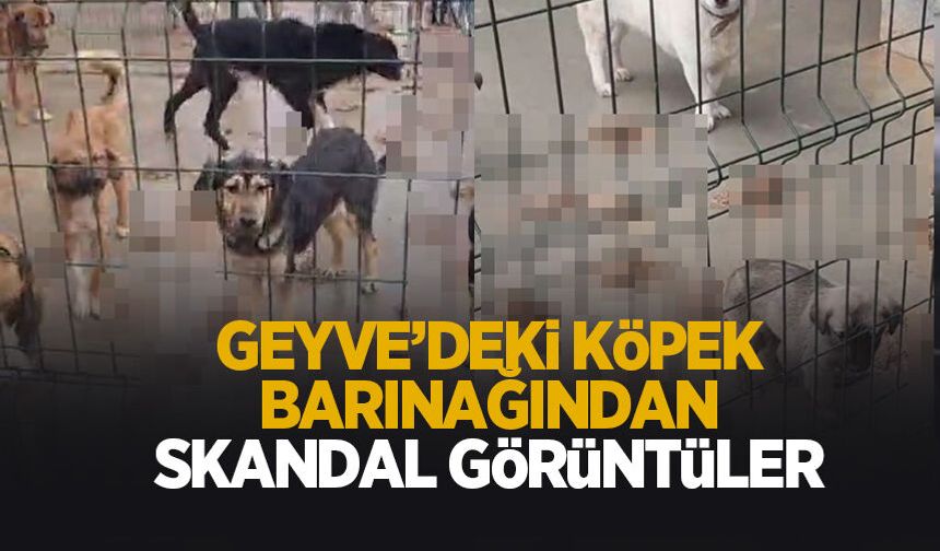 Geyve köpek barınağına Sohayko Derneği’nden baskın!