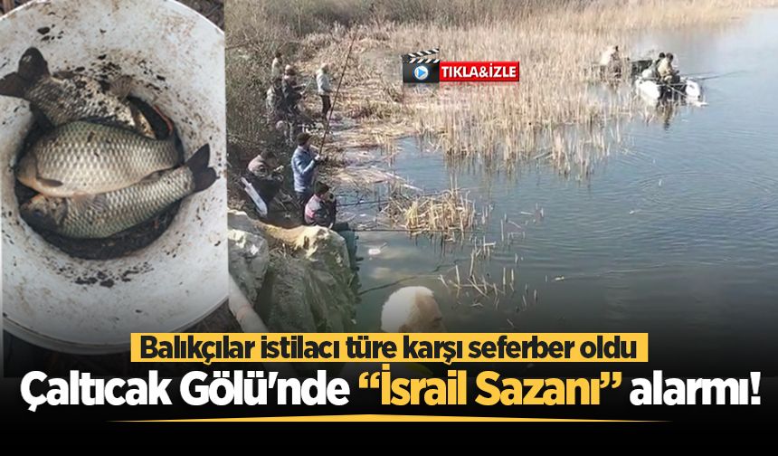 Çaltıcak Gölü'nde “İsrail Sazanı” alarmı! Balıkçılar istilacı türe karşı seferber oldu