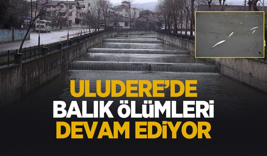 Uludere'deki balık ölümleri endişe oluşturdu