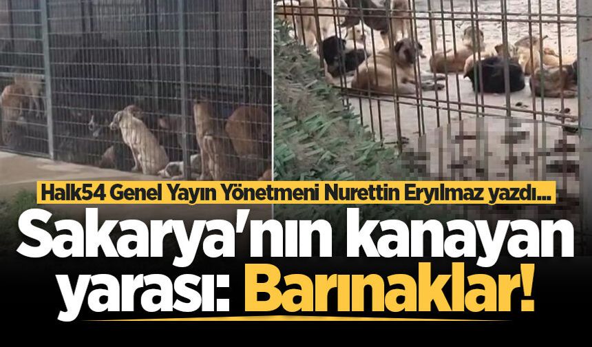 Sakarya'nın kanayan yarası: Barınaklar!