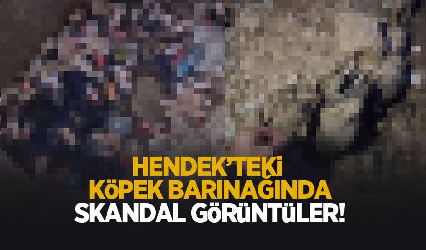 Hendek’teki köpek barınağında skandal; Çok sayıda ölü köpek bulundu