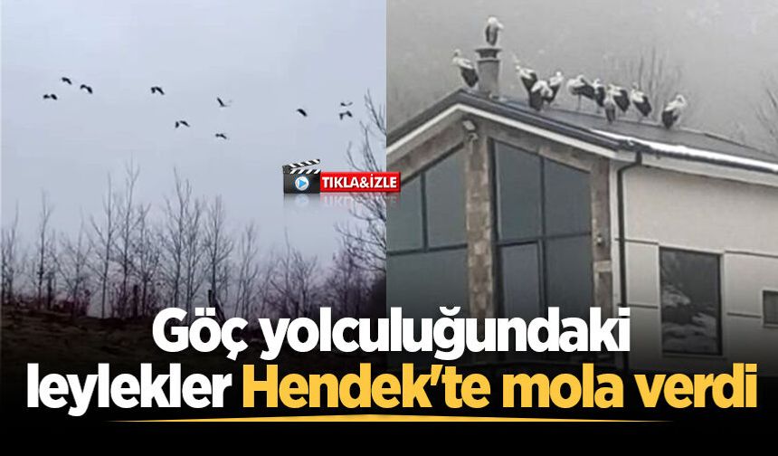 Göç yolculuğundaki leylekler Hendek'te mola verdi