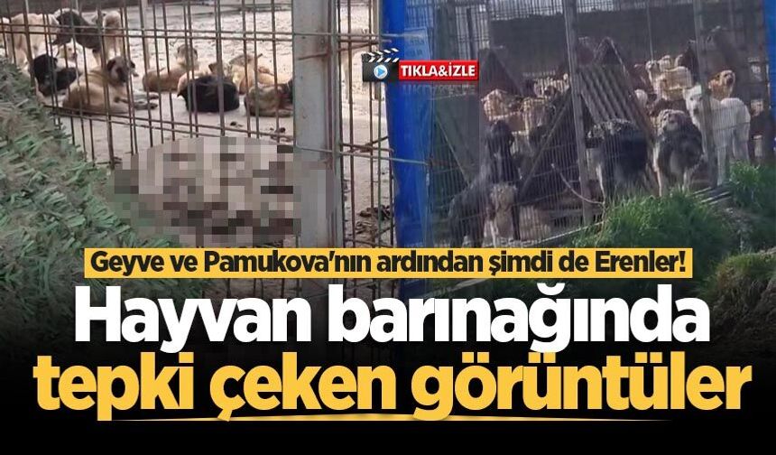 Erenler hayvan barınağında tepki çeken görüntüler