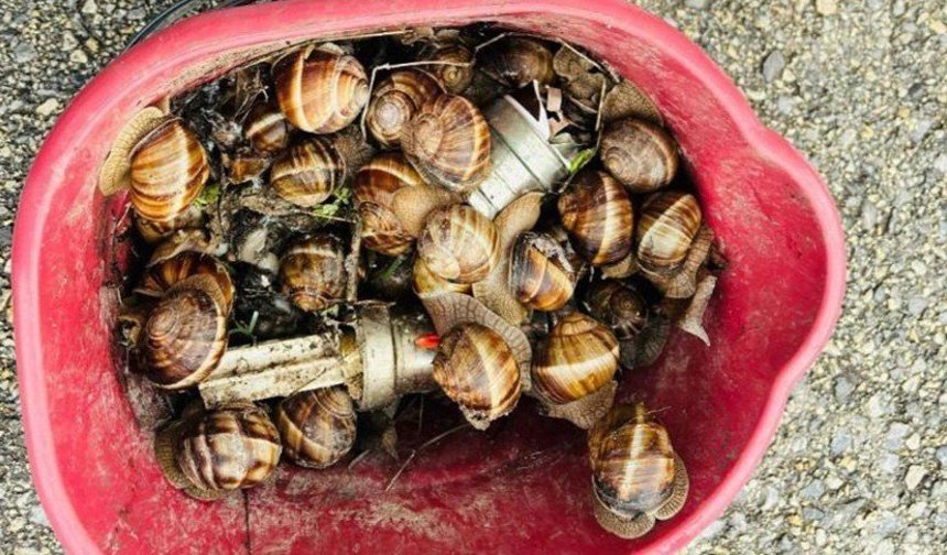 Kaçak toplanan 16 kilogram salyangoz ele geçirildi