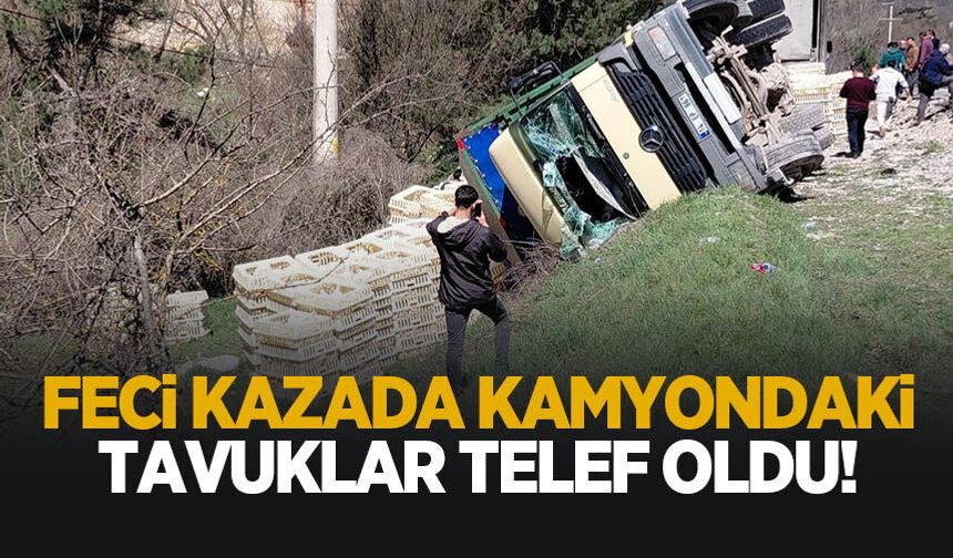 Devrilen kamyondaki tavuklar telef oldu