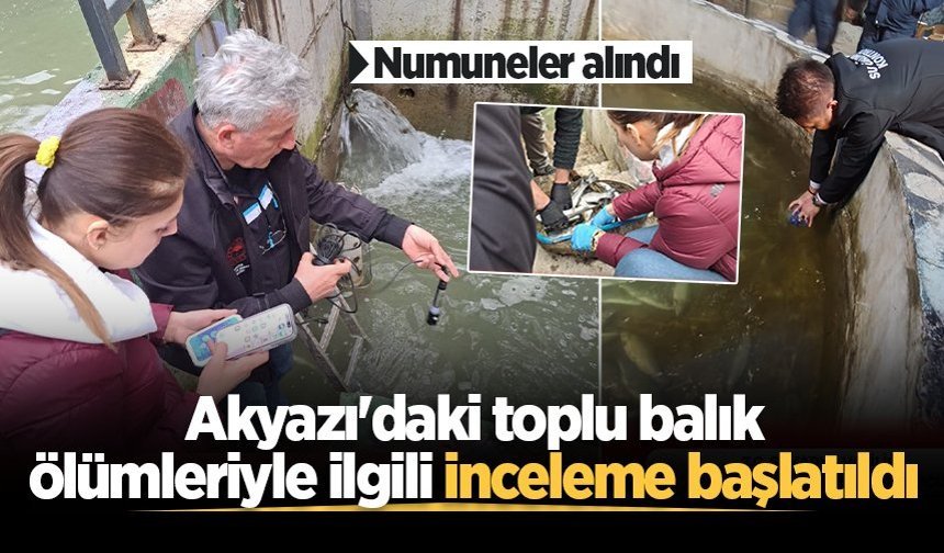 Akyazı'daki toplu balık ölümleriyle ilgili inceleme başlatıldı! Numuneler alındı