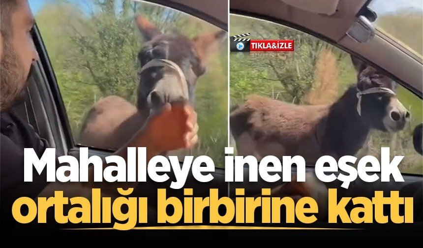 Mahalleye inen eşek ortalığı birbirine kattı