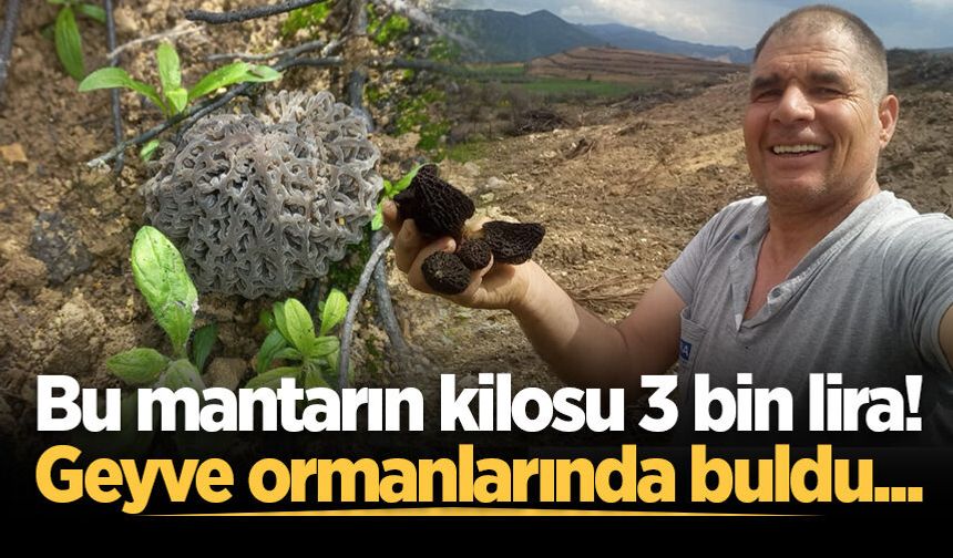 Bu mantarın kilosu 3 bin lira! Geyve ormanlarında buldu...
