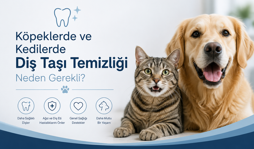 Köpeklerde ve Kedilerde Diş Taşı Temizliği Neden Gerekli?