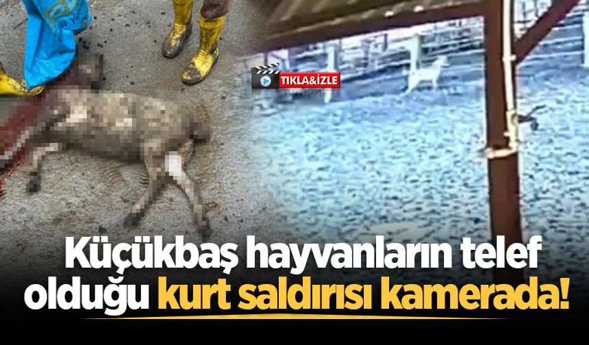 Küçükbaş hayvanların telef olduğu kurt saldırısı kamerada!