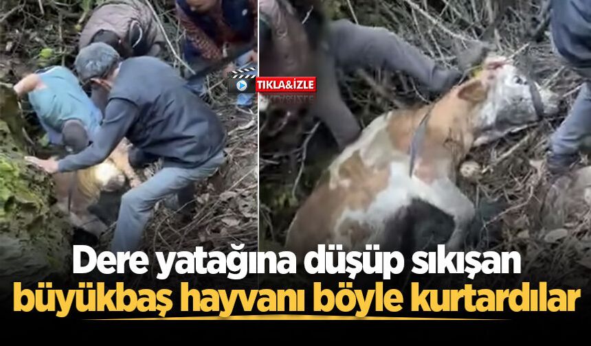Dere yatağına düşüp sıkışan büyükbaş hayvanı böyle kurtardılar