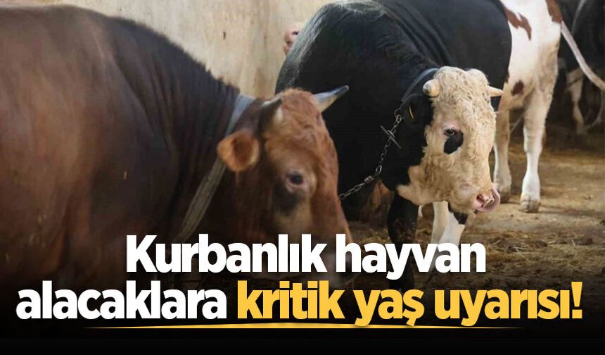 Kurbanlık hayvan alacaklara kritik yaş uyarısı!