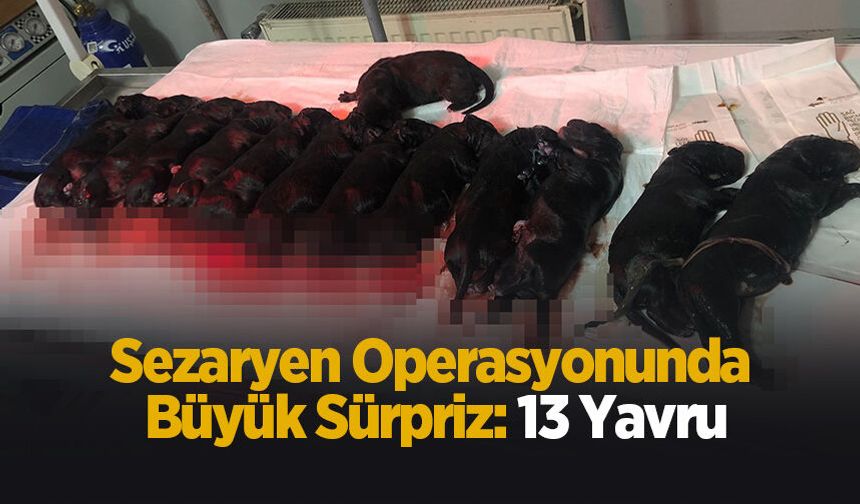 Sıra dışı doğum; Tam 13 yavru