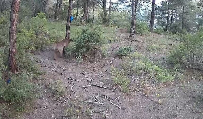 Yaban hayvanları fotokapana böyle yansıdı
