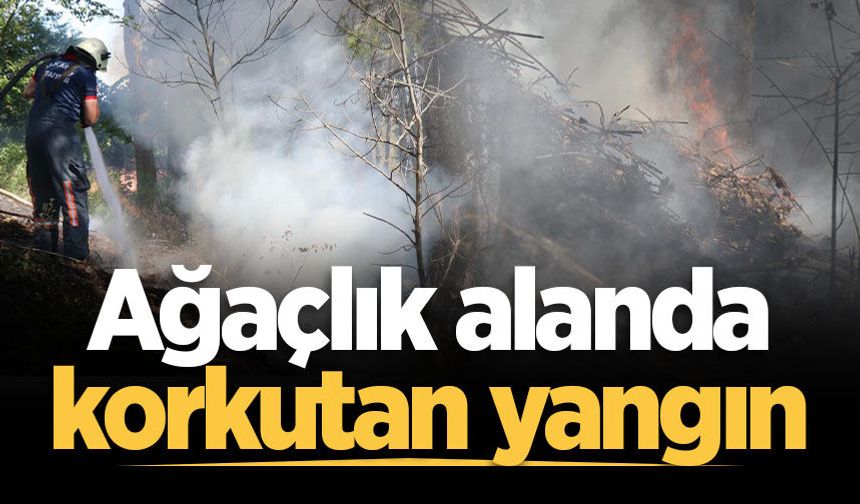 Adapazarı'nda ağaçlık alanda korkutan yangın