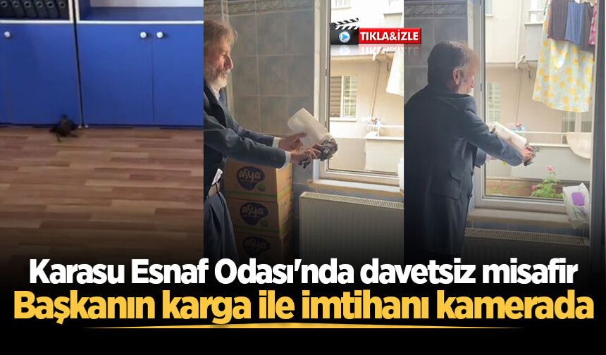 Karasu Esnaf Odası'nda davetsiz misafir: Başkanın karga ile imtihanı kamerada