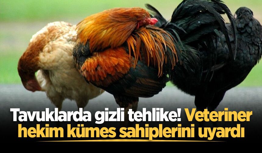 Tavuklarda gizli tehlike! Veteriner hekim kümes sahiplerini uyardı