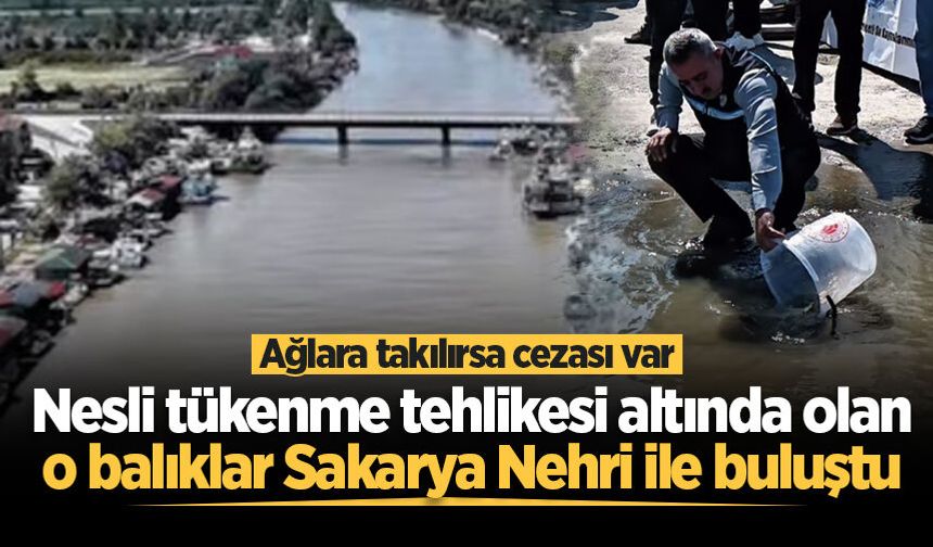 Nesli tükenme tehlikesi altında olan o balıklar Sakarya Nehri ile buluştu