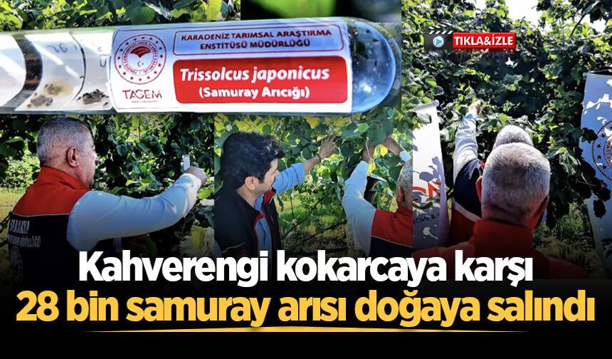 Sakarya’da kahverengi kokarcaya karşı 28 bin samuray arısı doğaya salındı