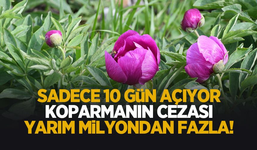 Bu çiçeği koparmanın cezası yarım milyondan fazla: Sadece 10 gün açıyor