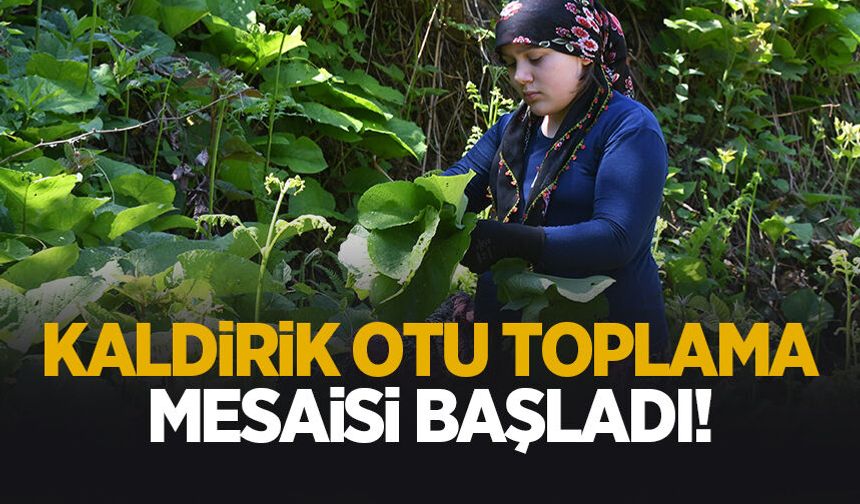 Ormanın gizli hazinesi: Kaldirik otu toplama mesaisi başladı