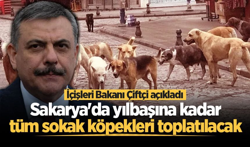 İçişleri Bakanı Çiftçi açıkladı: Sakarya'da yılbaşına kadar tüm sokak köpekleri toplatılacak
