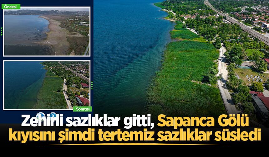 Zehirli sazlıklar gitti, Sapanca Gölü kıyısını şimdi tertemiz sazlıklar süsledi