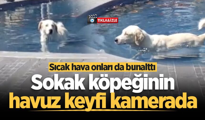 Sokak köpeğinin süs havuzu keyfi kamerada