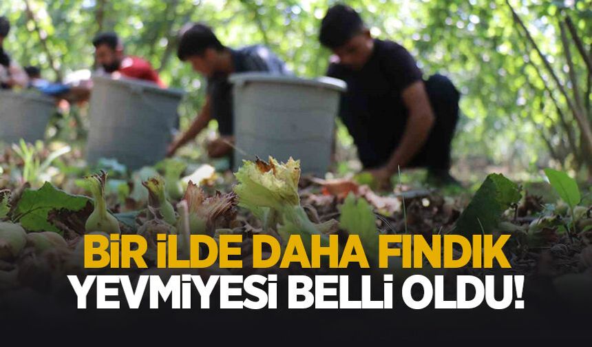 Fındık yevmiye ücretleri belli oldu