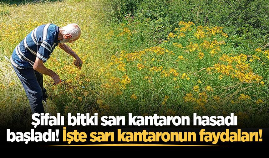 Şifalı bitki sarı kantaron hasadı başladı! İşte sarı kantaronun faydaları!
