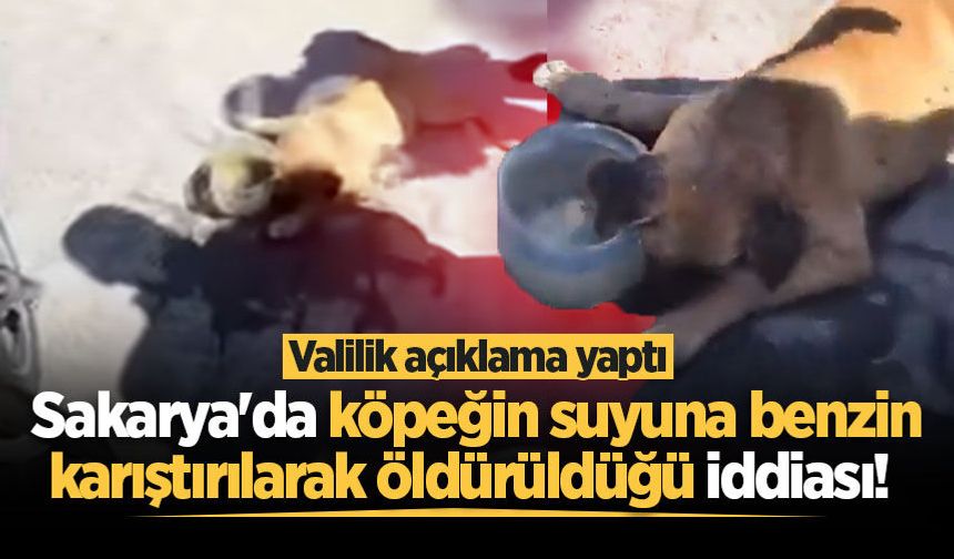 Sakarya'da köpeğin suyuna benzin karıştırılarak öldürüldüğü iddiası! Valilik açıklama yaptı